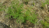 Chickpea growing the garden with mulch for weed control