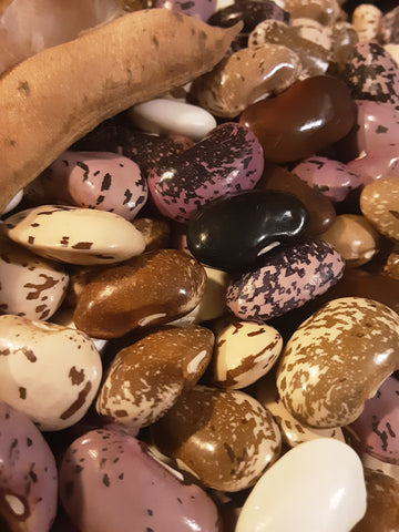 Shelled large colorfully patterned  multiflora runner beans in gorgeous shades of purple, brown, white, and black