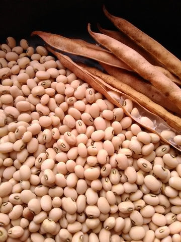 An abundance of tiny, plump Biwa Sitter Cowpea seeds (creamy white with black around the hilum) freshly shelled from their dry pods