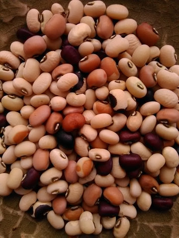 Tiny dry Slow Food Ark of Taste Fagiolina del Trasimeno cowpea seeds, a delightful landrace variety in an assortment of hues and patterns in cream, red, brown, and black