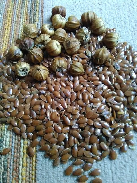 Flax; Marilyn; L. usitatissimum; Linseed;