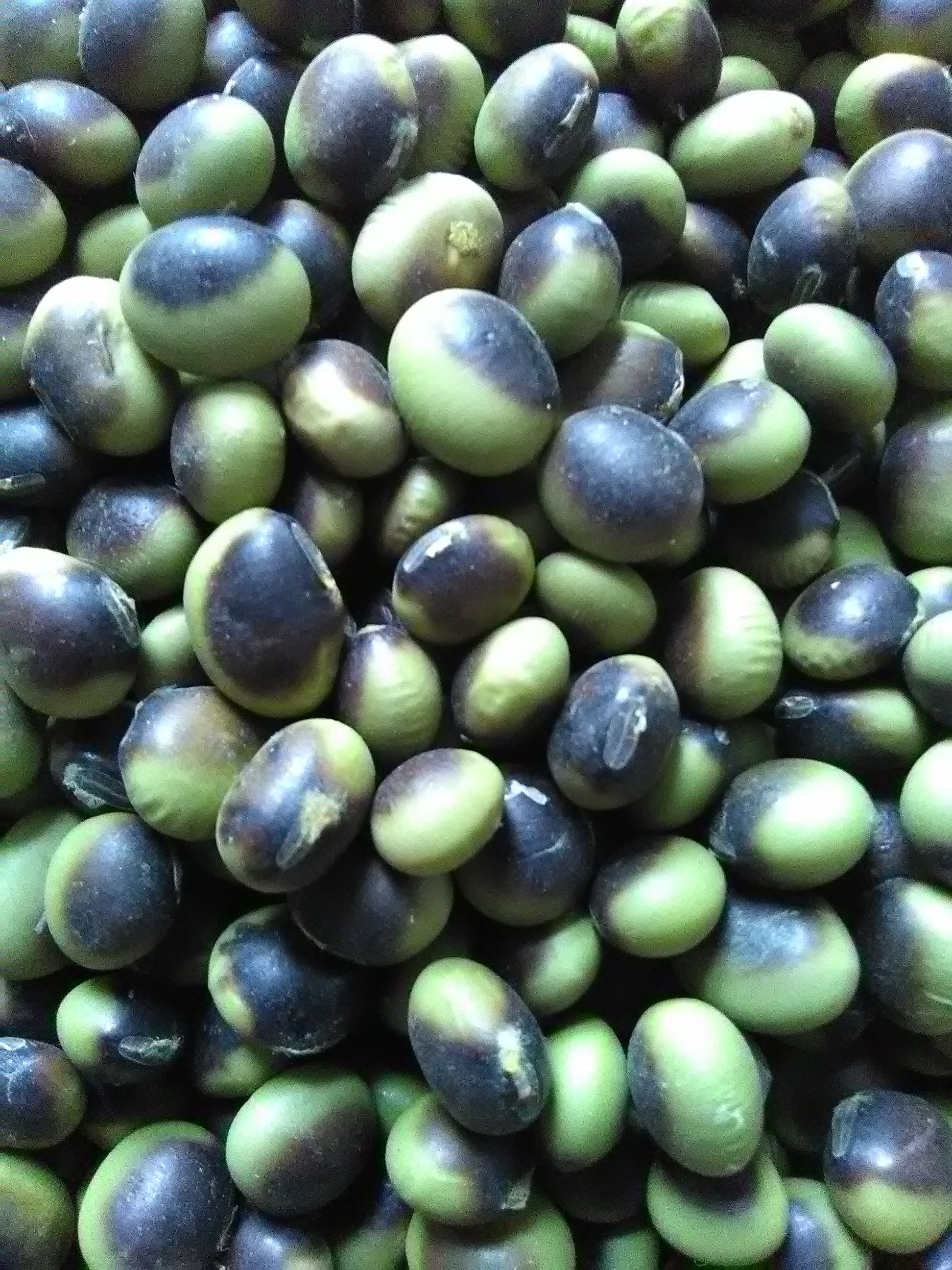 Gaia Soybean; G. max; Bush; Fresh; Dry; Dual-purpose; NON-GMO