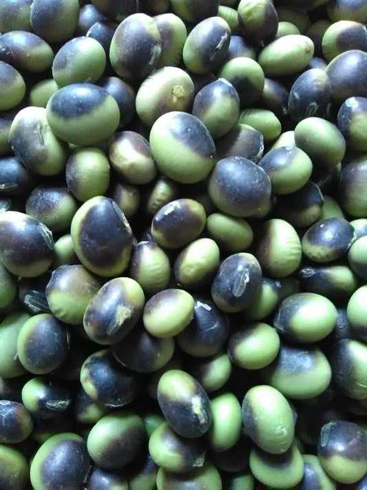 Gaia Soybean; G. max; Bush; Fresh; Dry; Dual-purpose; NON-GMO