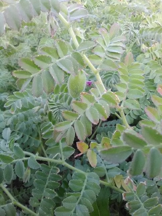 Black Sicilian Garbanzo