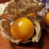 A single golden, plump Madison Farmers Market variety ground cherry berry in its wispy brown husk