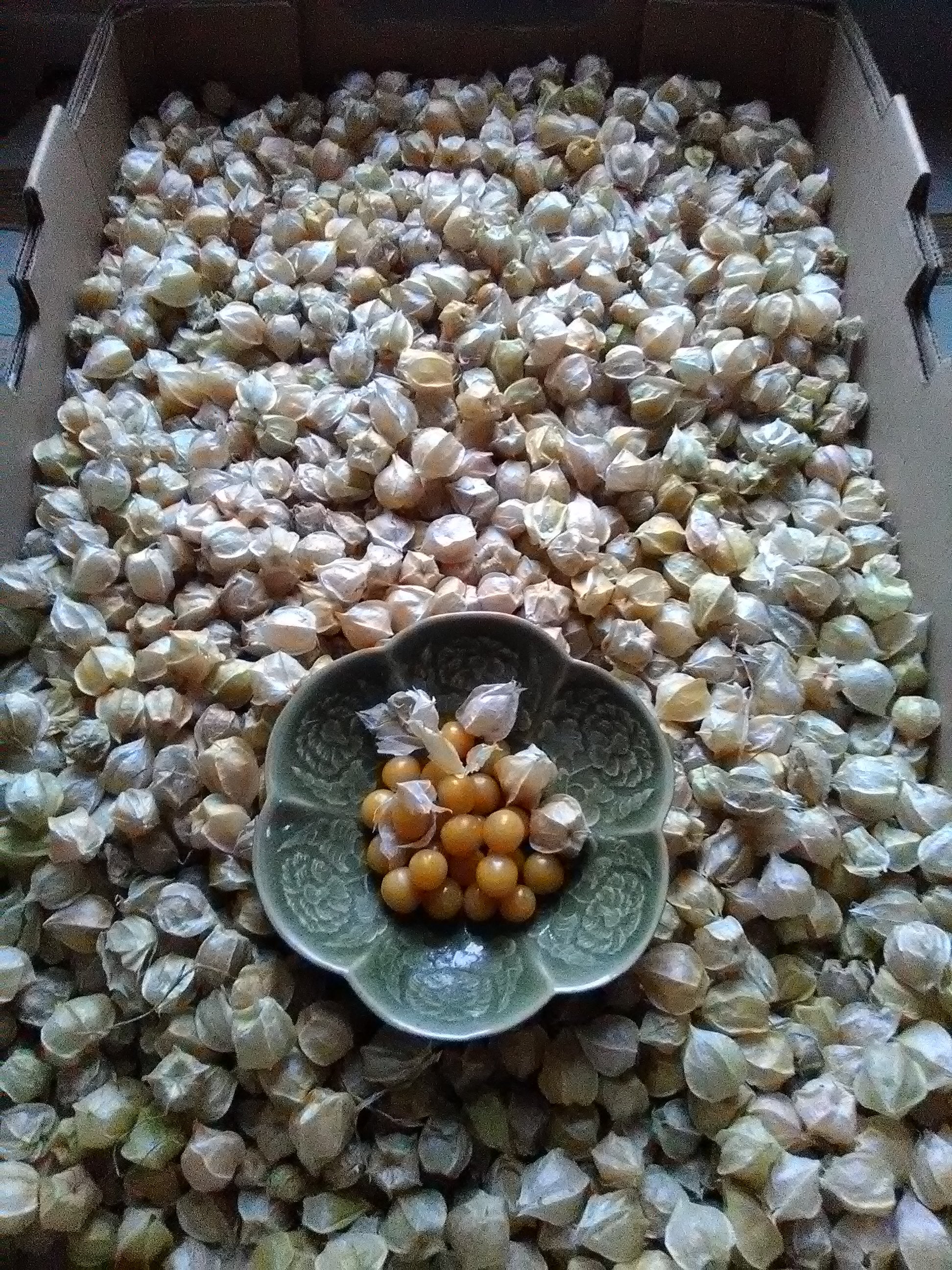 Goldie Ground Cherry; P. pruinosa; Husk Cherry; Plump; Burst of flavor;