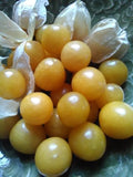 Goldie Ground Cherry; P. pruinosa; Husk Cherry; Plump; Burst of flavor;