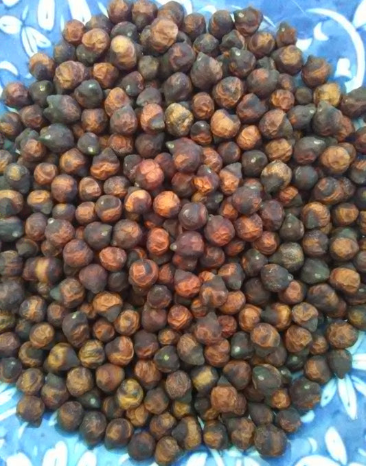 Hannan Popbean; C. arietinum; OSSI-Pledged; Bush