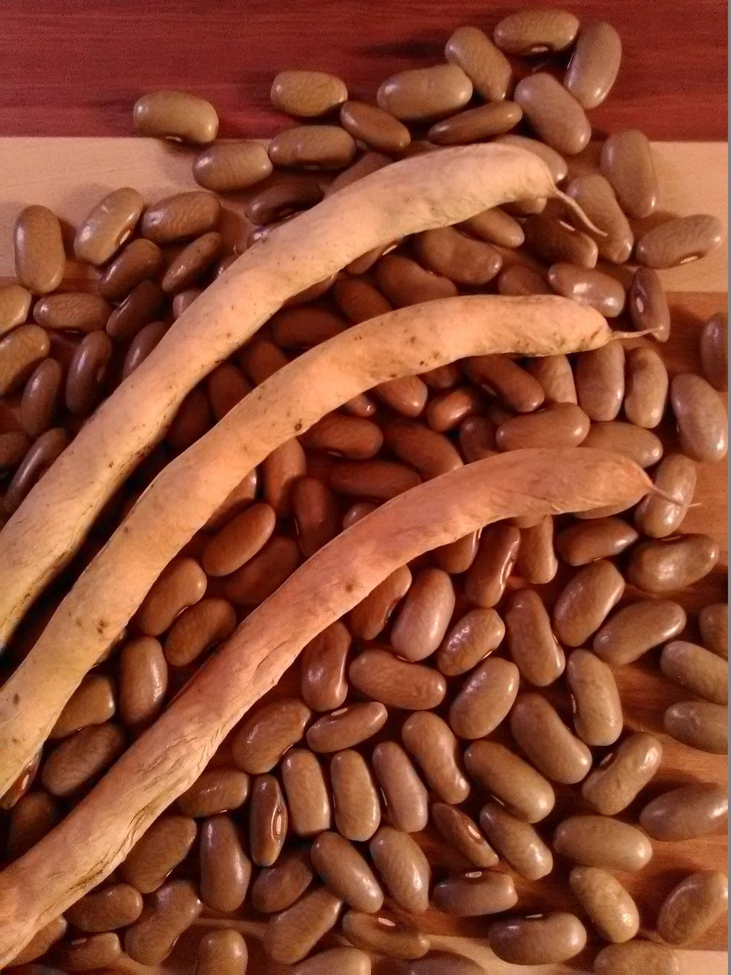 Harsens Island Bean