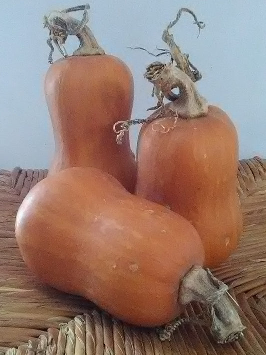 Honeynut Squash; C. moschata; Mini-butternut; Hand-Pollinated; Taste like Yams; Trellis; 