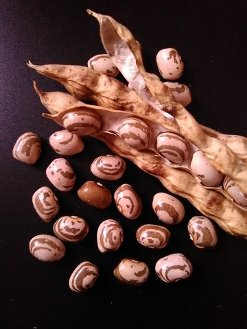 Mature Kahnawake Mohawk Pole Bean pods and beans. Dry beans are sumptuously chubby ovals, beige with chocolate streaks