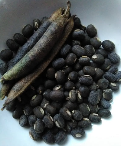 Kali Black Gram Mung Bean; V. mungo; Dwarf Bush; Dry