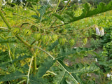 plant of the Litchi Tomato Garden Berry