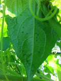 A leaf of a luffa gourd vine showing the extrafloral nectaries (dark spots)