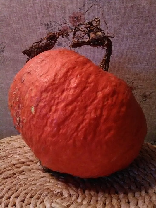 The vibrant orange Mandan Banquet squash