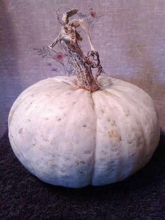 Stella Blue Squash