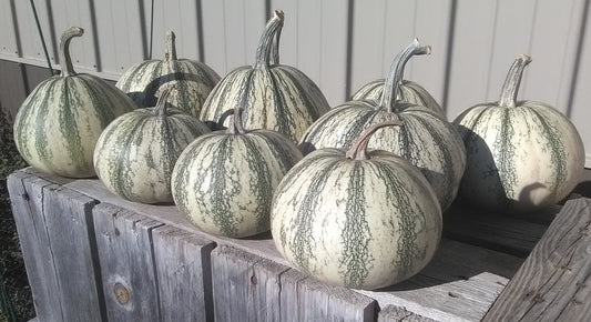 A group of Pipian from Tuxpan squashes sittin' in the sun curing before seed harvest.