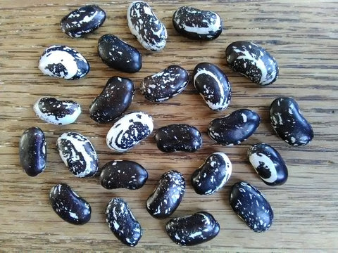 The large, flat, black and white dry beans of Haudenosaunee Skunk Bean are each gloriously patterned with swirls and speckles in images akin to the night's sky.