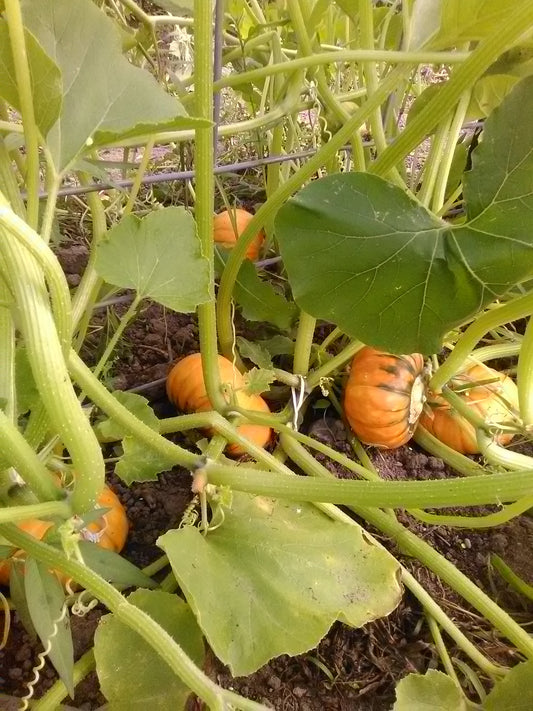 Kindred Orange Buttercup Squash