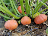 Gold Nugget Bush Squash