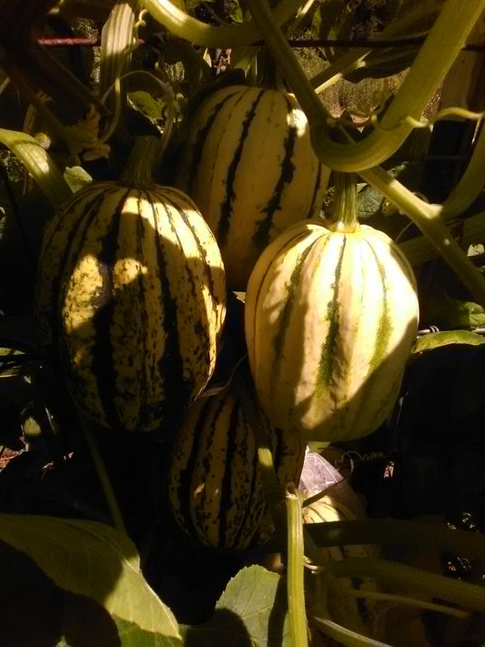 A glimpse into the vines of Scarchuk's Supreme Acorn Squash - five squashes ripening