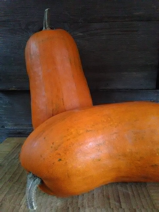 Two elongated orange Algonquian squash fully ripe