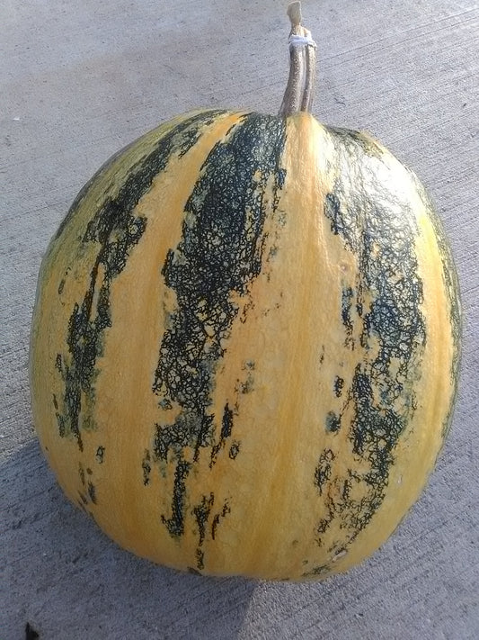 Styrian Pumpkin