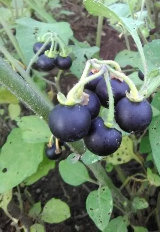 Sunberry