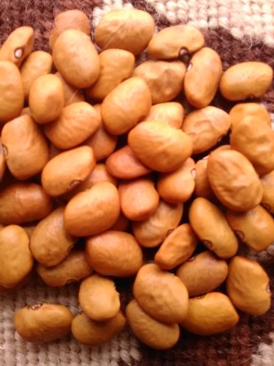 Tierra Gold Tepary (Phaseolus acutifolius) bean seeds
