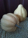 Thelma Sanders Sweet Potato Squash; C. pepo; Slow Food Ark of Taste; Hand-pollinated