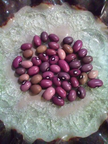 Ugandan Bantu Beans are a gorgeous landrace assortment of dry beans in hues of purples, pinks, creams & patterns