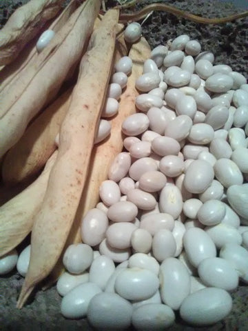 Gorgeously plump white egg-shaped Ark of Taste dry White Marrowfat beans shelled next to their crisp, dry 5" pods