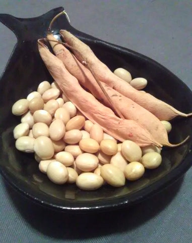 Shown with a few dry pods, a handful of sulphur colored, small, dry Zolfino beans
